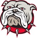 Bulldog head front