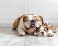 A bulldog and his puppy sleep on a white wooden floor Royalty Free Stock Photo
