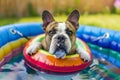 bulldog in a kiddie pool with a multicolored swim ring