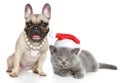 Bulldog and kitten lies on a white background Royalty Free Stock Photo