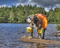 Bulldog in lake with floaties on in HDR Royalty Free Stock Photo