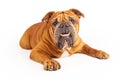 Bulldog laying with underbite Royalty Free Stock Photo