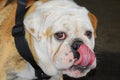 Bulldog licking his chops with bloodshot eyes. Royalty Free Stock Photo