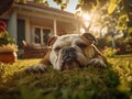 a bulldog lying on the grass in the house backyard