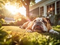 a bulldog lying on the grass in the house backyard