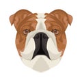 Bulldog mascot logo. bulldog head isolated vector. bulldog vector detailed