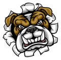 Bulldog Mean Sports Mascot Royalty Free Stock Photo