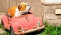 a bulldog model and a car