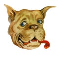 Bulldog muzzle Hand drawn watercolor illustration