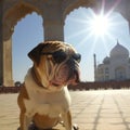 bulldog near tajmahahal travel in india concept india traveling