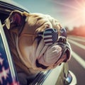 bulldog near us traveling with fancy sun glass