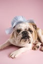 Bulldog on pink background. Royalty Free Stock Photo