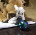 English Bulldog wanting to help decorate the Christmas tree