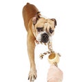 Bulldog Playing Tug of War Royalty Free Stock Photo