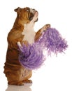 Bulldog with pompoms