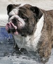 Bulldog in the pool with water dripping Royalty Free Stock Photo