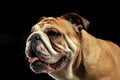 Bulldog portait in black photo studio