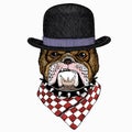 Bulldog portrait. Dog head. Animal face. Bowler hat.