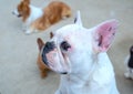 Bulldog portrait in domesticated pet