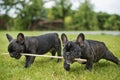 Bulldog puppies playing with a stick on the green