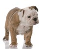 Bulldog puppy Royalty Free Stock Photo