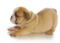 Bulldog puppy Royalty Free Stock Photo