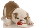 Bulldog puppy chewing on shoe