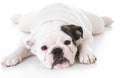 Bulldog puppy laying down Royalty Free Stock Photo