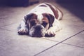 Bulldog puppy laying down Royalty Free Stock Photo