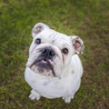 Bulldog puppy looking up at the camera