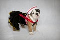 Bulldog puppy in sailor suit