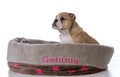 bulldog sitting in dog bed Royalty Free Stock Photo