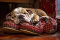 bulldog puppy sleeping on warm slippers