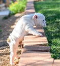 Bulldog puppy trying to climb onto the grass