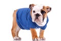 Bulldog puppy wearing nice clothes Royalty Free Stock Photo