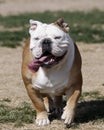 Bulldog running in the grass Royalty Free Stock Photo