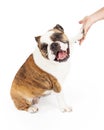 Bulldog Shaking Hands and Looking at Camera Royalty Free Stock Photo