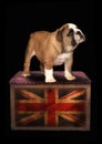 Bulldog Royalty Free Stock Photo