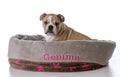 bulldog sitting in dog bed Royalty Free Stock Photo