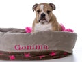 bulldog sitting in dog bed Royalty Free Stock Photo