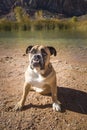 Bulldog sitting by the pond Royalty Free Stock Photo