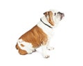 Bulldog Sitting Side With Underbite Royalty Free Stock Photo