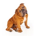 Bulldog sitting with tilted head Royalty Free Stock Photo