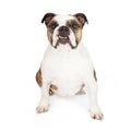 Bulldog Sitting With Underbite Royalty Free Stock Photo