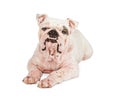 Bulldog With Skin Rash from Mange Royalty Free Stock Photo