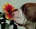 Bulldog smell tropical flowers of hibiscus Royalty Free Stock Photo