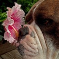 Bulldog smell tropical flowers of hibiscus Royalty Free Stock Photo