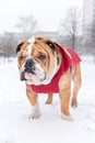 Bulldog and snow