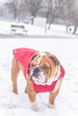 Bulldog in the snow Royalty Free Stock Photo