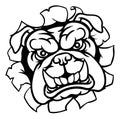 Bulldog Sports Mascot Royalty Free Stock Photo